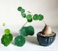 山烏龜的藥用(山烏龜是什么植物)