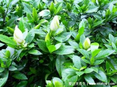 梔子降肝火嗎(梔子養肝嗎)