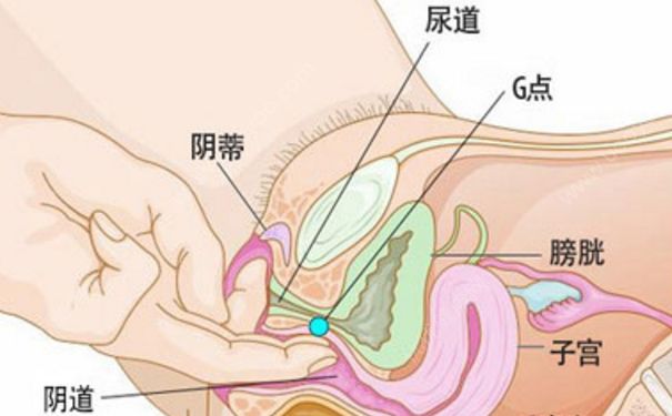 女孩內繁殖器長什么樣？女生內繁殖器是怎樣的？(1)