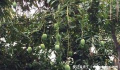 nk細胞細胞因子殺傷(李小龍格斗殺傷力)