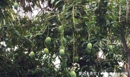 夏天千萬別吃這種芒果、桑葚！傷透腎毀血管，殺傷力極大