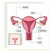 女性陰部真實照片：處于良好的狀態女人