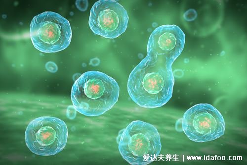 Akk菌調節免疫預防糖尿病？