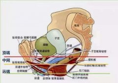 女人人體生理解剖學(婦女人體解剖生理學