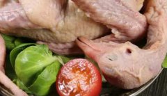 孕婦可以吃鴿子肉和湯(鴿子肉是發物嗎什