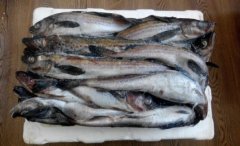 明太魚是一種冷水性深水魚主要分布在日