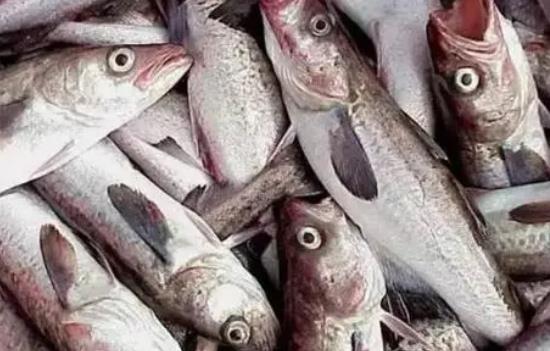 明太魚是淡水魚嗎？孕婦可以吃明太魚嗎
