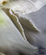 女人私處有哪些非常私密的情況呢(女人私