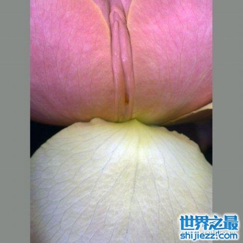 最真實的女人私長處啥樣圖片