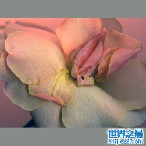 最真實的女人私長處啥樣圖片