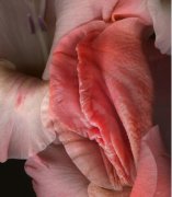 女人的生殖器長什么樣是正常的