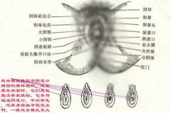 女人陰部構造簡介圖片(女人陰部構造簡介圖解)