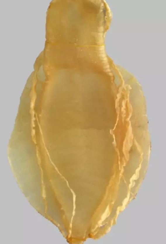 金錢鳘魚膠的功效