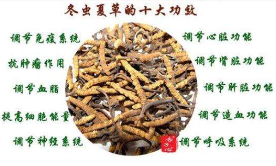 哪三類人不能吃冬蟲夏草