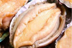 凍鮮鮑魚怎么做不硬_活鮑魚肉硬怎么辦