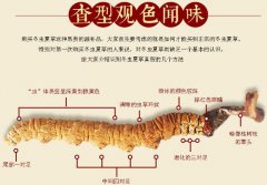 冬蟲夏草是蟲還是草_冬蟲夏草是植物還是動物