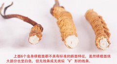 冬蟲夏草的斷面特征_冬蟲夏草的斷面圖