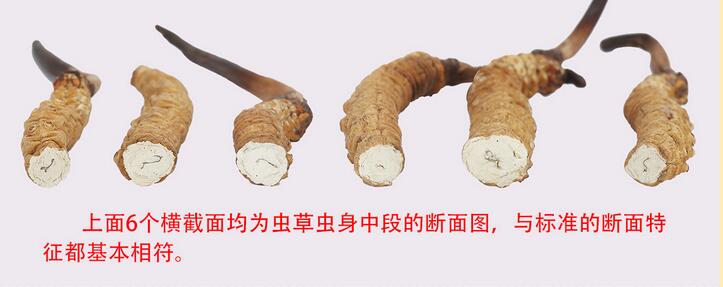 冬蟲夏草的斷面特征_冬蟲夏草的斷面圖