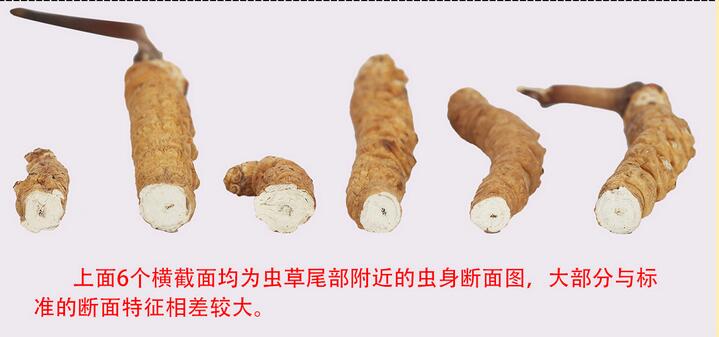冬蟲夏草的斷面特征_冬蟲夏草的斷面圖