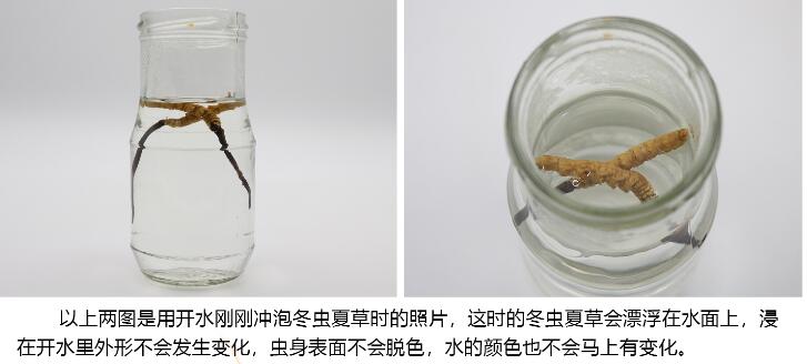 冬蟲夏草泡水鑒別真假_冬蟲夏草怎么鑒別真假圖片