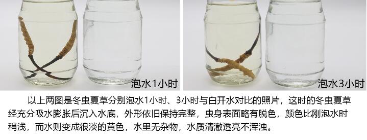 冬蟲夏草泡水鑒別真假_冬蟲夏草怎么鑒別真假圖片