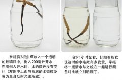 冬蟲夏草泡水是什么顏色才是真的_蟲草泡水變白色正常嗎
