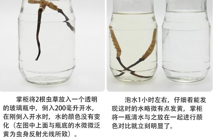 冬蟲夏草泡水是什么顏色才是真的_蟲草泡水變白色正常嗎