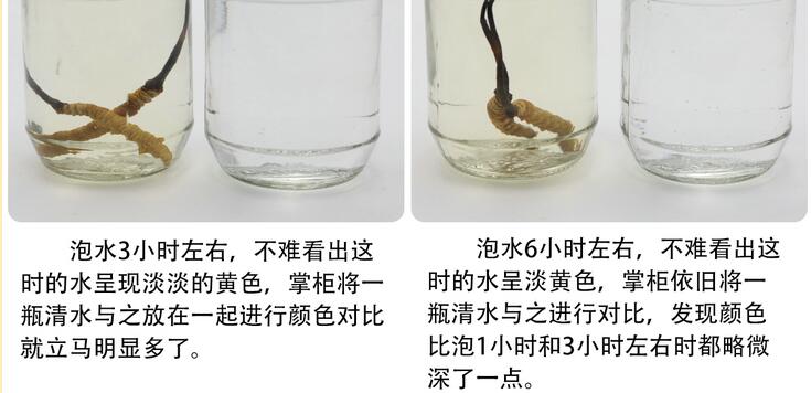 冬蟲夏草泡水是什么顏色才是真的_蟲草泡水變白色正常嗎