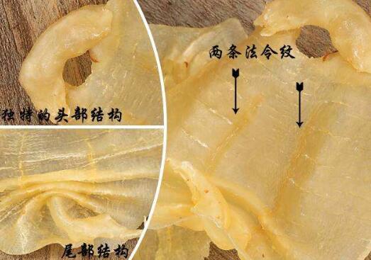 魚膠騙局?魚膠的真相是什么