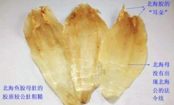魚膠騙局?魚膠的真相是什么