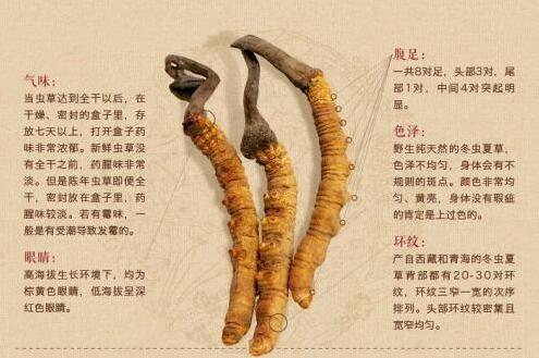 如何看出優質的冬蟲夏草,如何挑選正宗蟲草