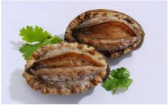 鮑魚像什么器官，鮑魚怎么長得像哪個