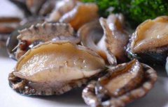 鮑魚的食用禁忌，鮑魚不能吃的部位圖示