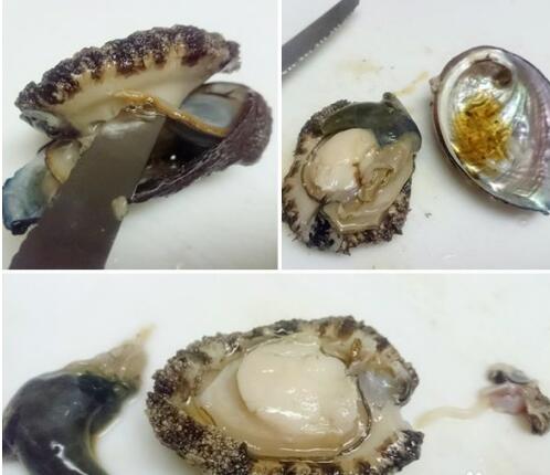 鮑魚的食用禁忌，鮑魚不能吃的部位圖示