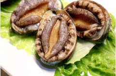 鮑魚殼防蟑螂嗎，蟑螂會怕鮑魚殼嗎