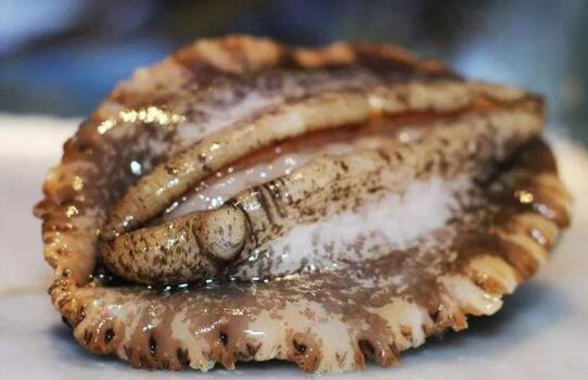 干鮑魚好還是鮮鮑魚好，干鮑魚為什么比鮮鮑魚貴