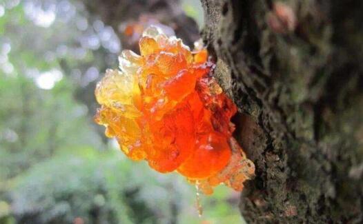 自采的桃樹膠能直接吃么，自己摘的桃膠怎么處理