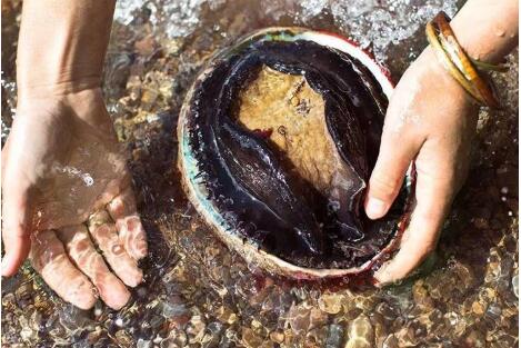 怎么判斷鮑魚死了多久以及怎么判斷鮑魚變質異味