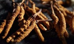 冬蟲夏草拋氣的特征是什么意思，冬蟲夏草的“拋氣”程度