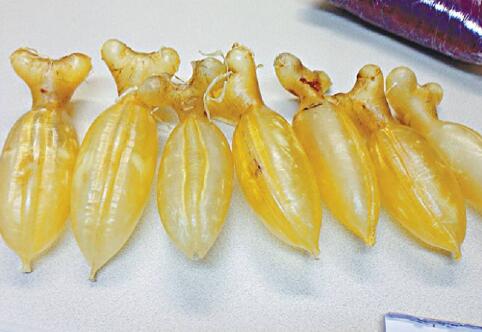 吃半年花膠我的變化孕婦媽媽的親訴（真實故事）