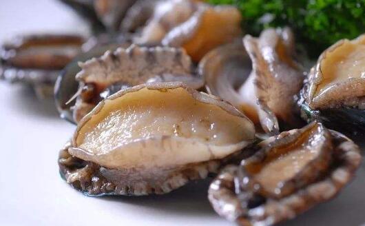9頭鮑魚價格一只多少錢，九頭鮑魚是什么意思