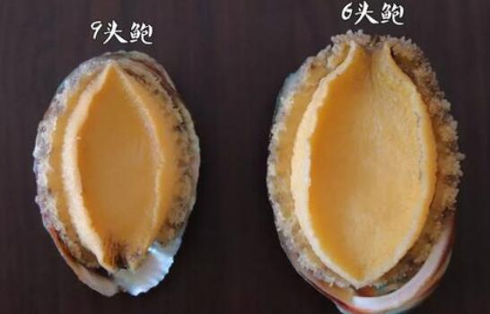 干鮑魚中哪一種最好,鮑魚干得好還是活的好