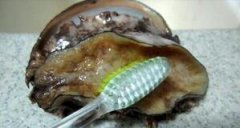 鮑魚的八種家常做法，鮑魚去內臟步驟圖片