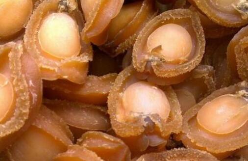鮑魚內臟破了會中毒嗎,鮑魚內臟弄破了洗干凈能吃嗎