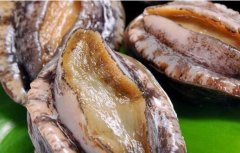 上呼吸道感染可以吃鮑魚嗎，鮑魚屬性寒還是熱