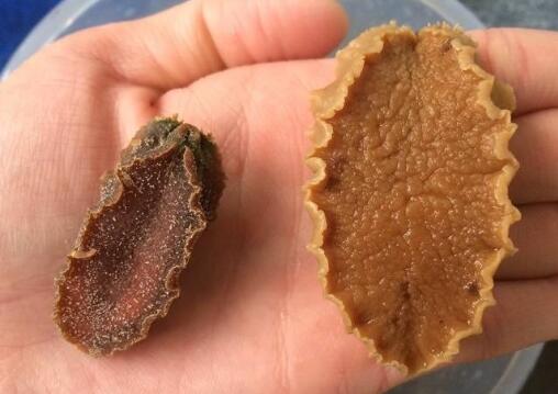 鮑魚的屬性百度百科,脾胃虛寒能吃鮑魚嗎