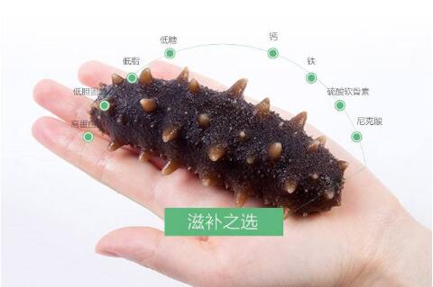 北極海參怎么吃最有營養，加拿大北極海參的功效與作用