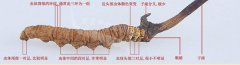 冬蟲夏草真假圖片大全，假蟲草和真蟲草的區別有哪些