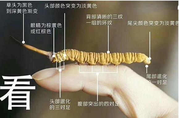 冬蟲夏草真假圖片大全，假蟲草和真蟲草的區別有哪些