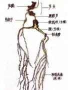 人參好壞怎么看圖解，人參年份鑒定圖